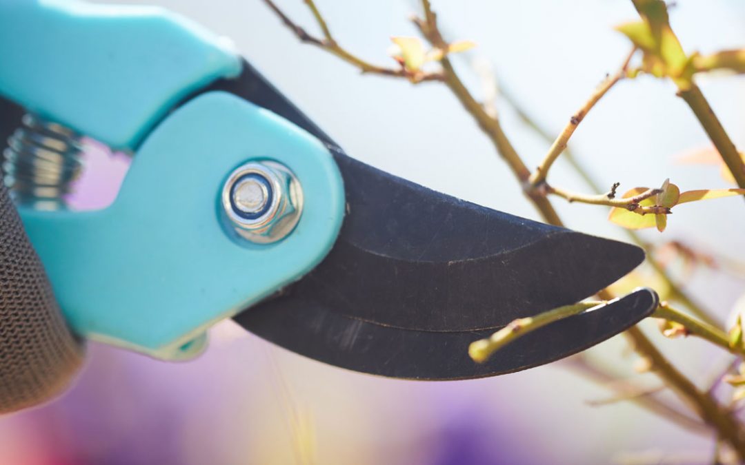 Winterzeit? Schnittzeit!